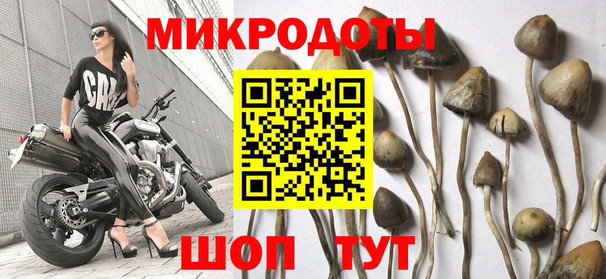 Галлюциногенные грибы Cubensis Кстово